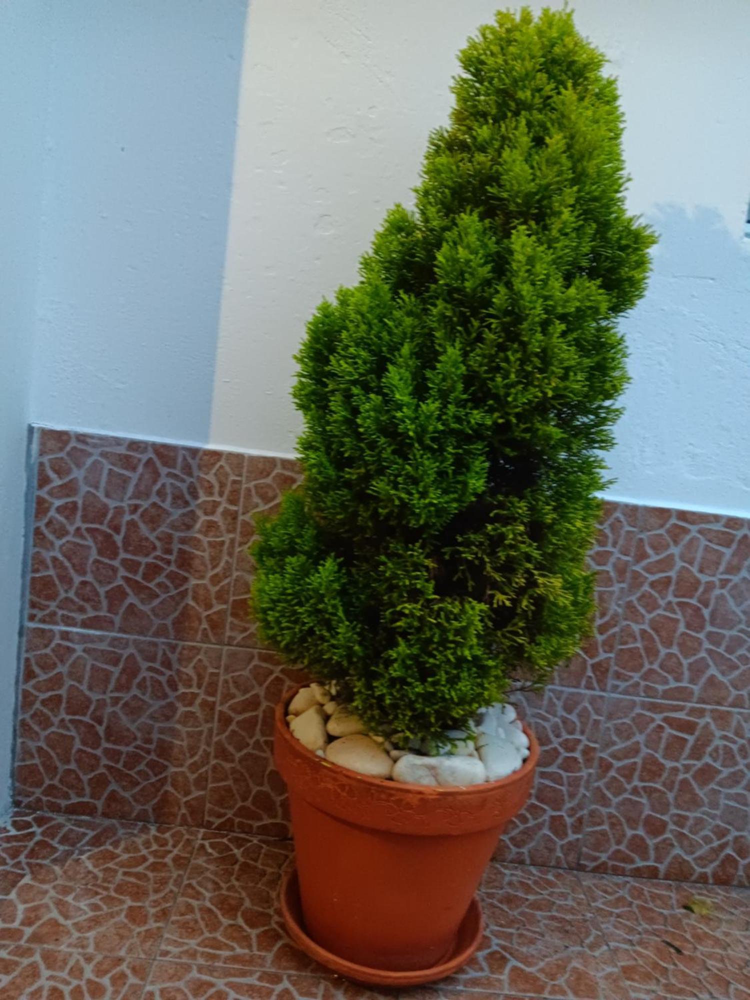 فيلا Casa Da Rosarinha Água de Alto المظهر الخارجي الصورة